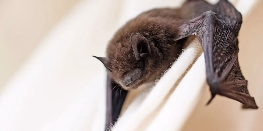 Fresh fears over another pandemic as new Coronavirus is discovered Fresh fears over another pandemic as new Coronavirus is discovered in bats
