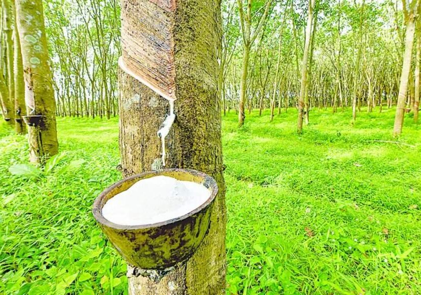 Funding Rubber Tree Cultivation for Ecosystem Conservation Funding Rubber Tree Cultivation for Ecosystem Conservation