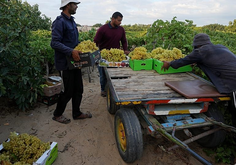 Gaza’s farmers struggle to regrow food amid ruins and shortages