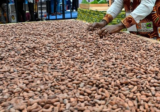 Ghana Hikes Cocoa Prices 60%, Squeezing Global Supply and Rival Ghana Raises Cocoa Prices Paid To Farmers By 63% • Channels Television