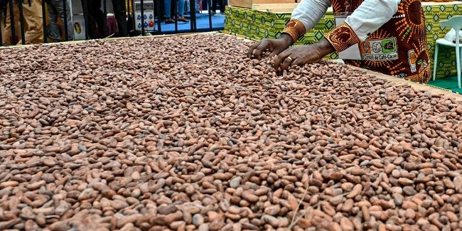 Ghana Raises Cocoa Prices Paid To Farmers By 63% • Channels Television