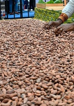 Ghana Raises Cocoa Prices Paid To Farmers By 63% • Channels Television