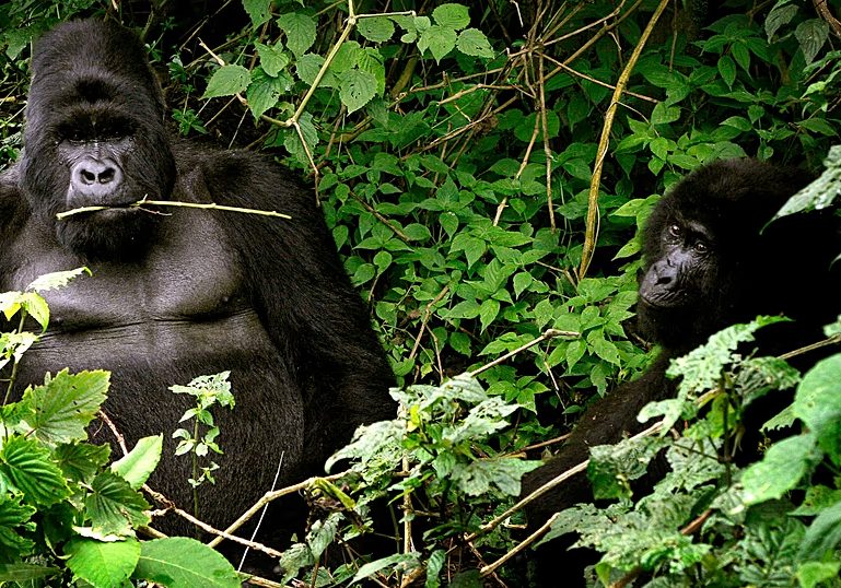 Rare gorilla twins born in conflict-hit Virunga National Park in DR Congo