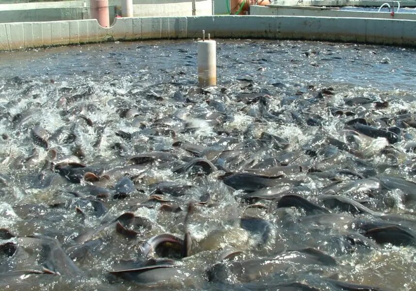 Governor Sule pledges action as fish scarcity grips Nasarawa State Governor Sule pledges action as fish scarcity grips Nasarawa State