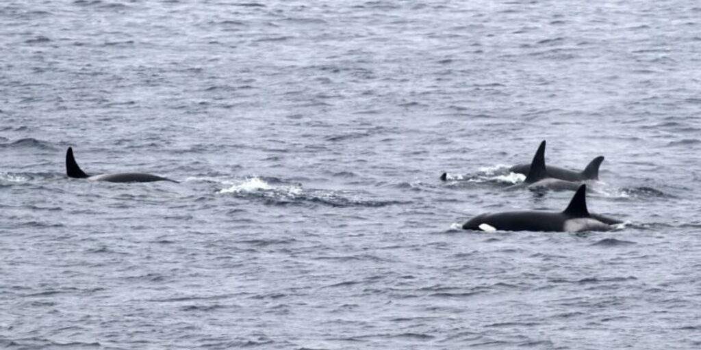 Groundbreaking Discovery New Oceanic Killer Whale Population Unveiled Groundbreaking Discovery New Oceanic Killer Whale Population Unveiled
