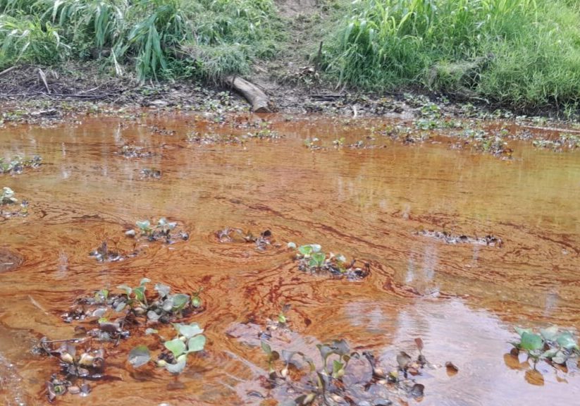 Group alerts NOSDRA, SHELL of oil spill in Obololi community in Bayelsa