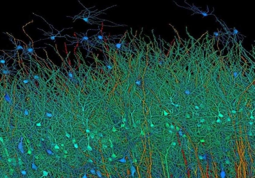 Harvard Google Map Reveals Brain's Complex Wiring Harvard Google Map Reveals Brain's Complex Wiring