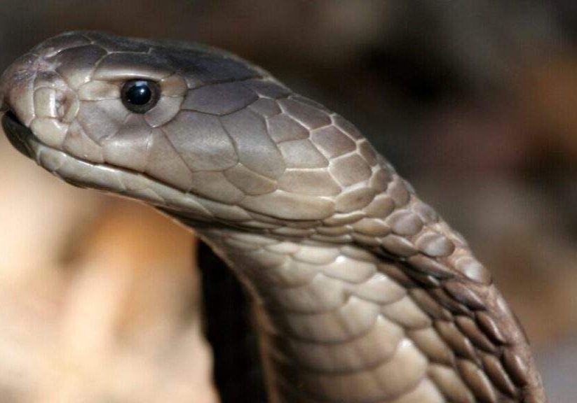 High cost of anti venom lack of funding impede lifesaving treatment High cost of anti venom lack of funding impede lifesaving treatment