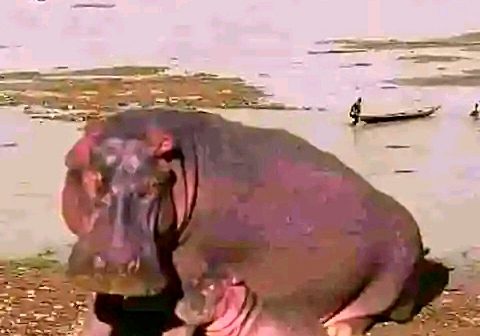 Hippopotamus Attack Prompts Safety Advisory in Gombe State After Hippopotamus attack, Gombe govt issues safety advisory — Daily Nigerian