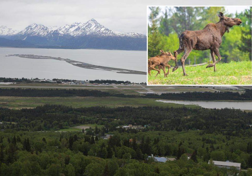 Homer Alaska Moose Homer Alaska Moose