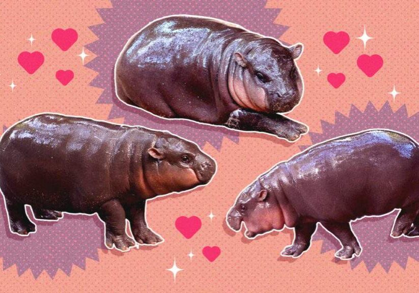Internets Cute Darling Meet Moo Deng Internets Cute Darling Meet Moo Deng
