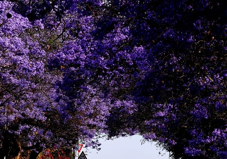 Blossoming jacaranda trees brighten up the streets of South African cities