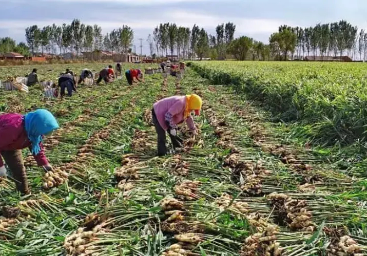 Higher fertilizer cost threatenening wet season farming - Jigawa farmers cry out