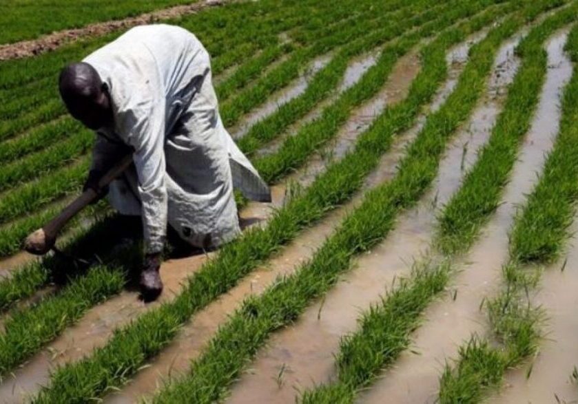Jigawa govt urges farmers to prepare for 2025 wet season farming