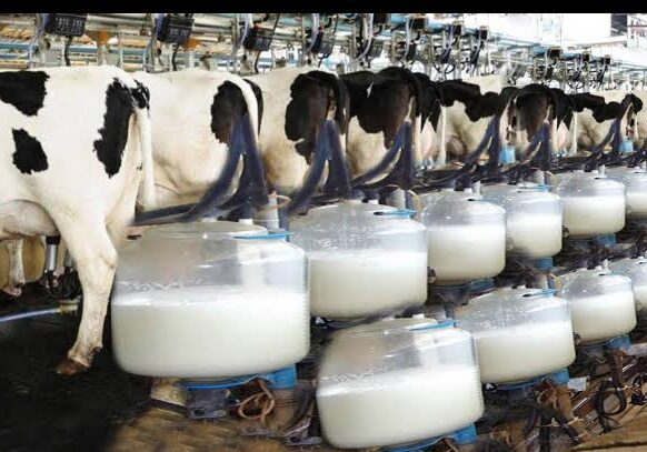 Kano govt to spend N39bn on milk collection centres —