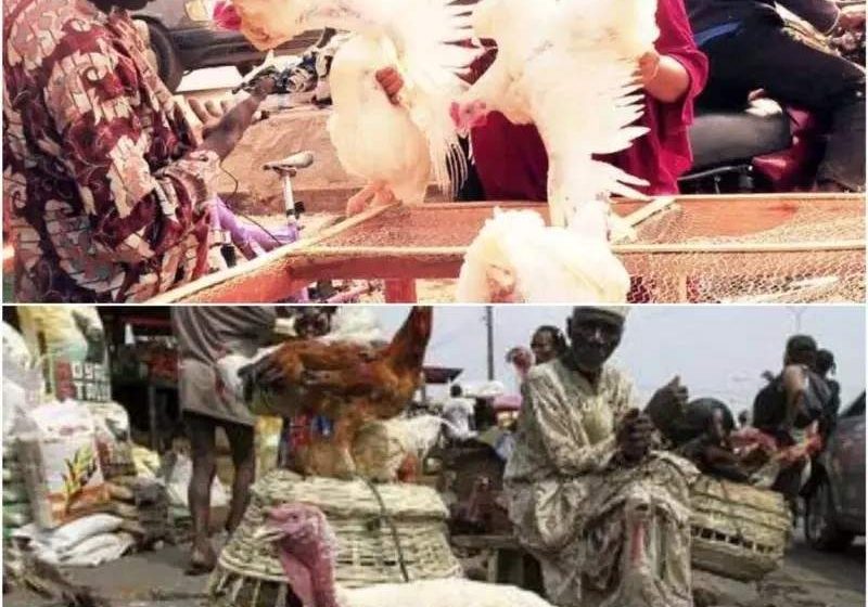 Kano residents lament high cost of chicken — Daily Nigerian Kano residents lament high cost of chicken — Daily Nigerian