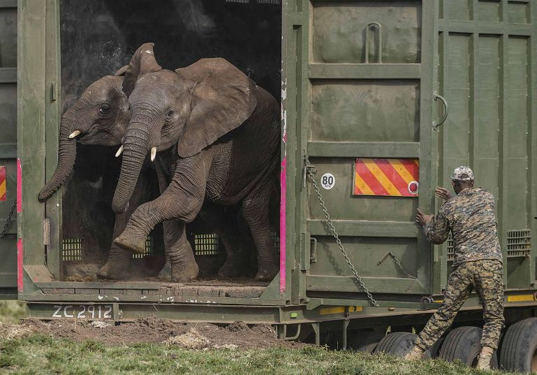 Kenya Relocates 50 Elephants to Ease Crowding, Reduce Conflicts