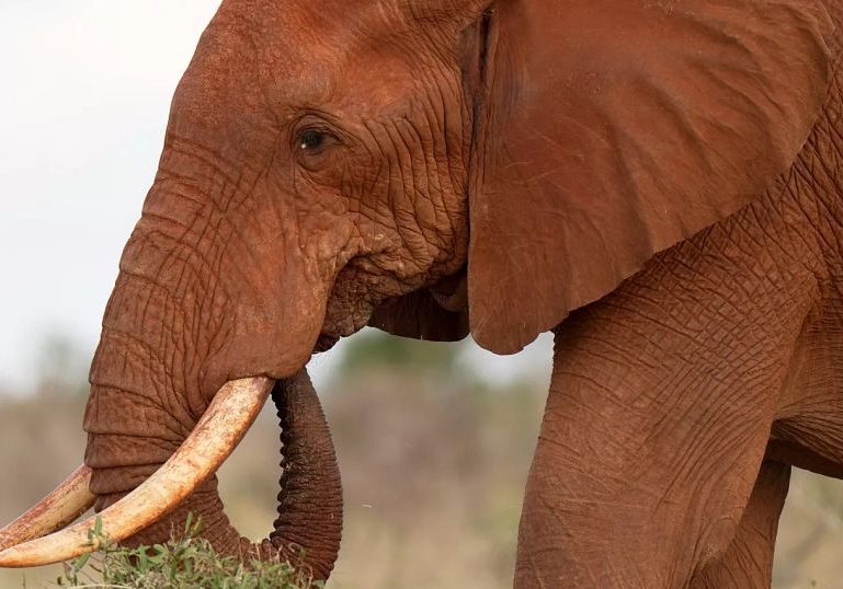 Elephant forced to drink beer at Kenyan nature park