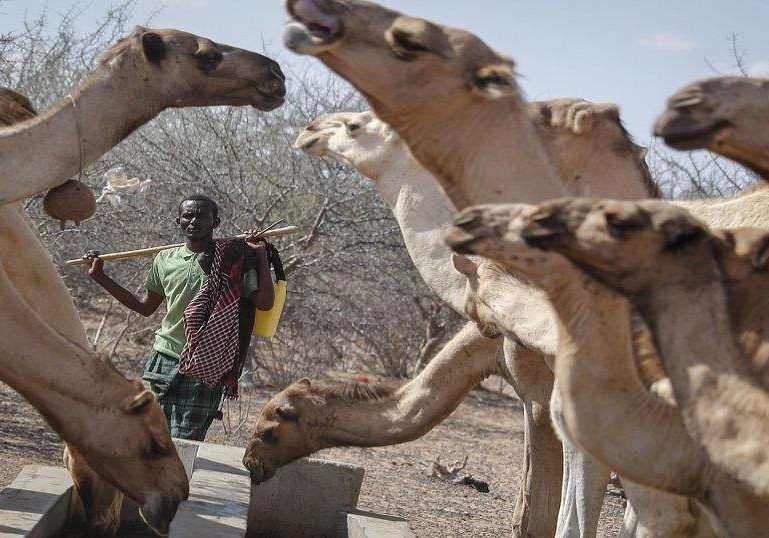 Kenyan Farmers Turn to Camels as Drought Resistant Substitute for Cattle