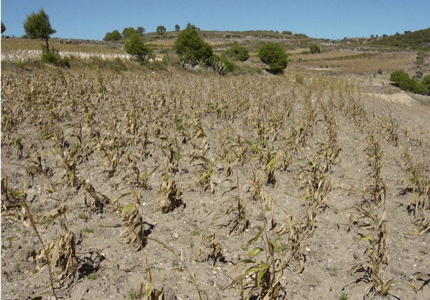 Kogi Government Seeks Divine Intervention for Rainfall Amidst Devastating Drought Kogi Government Seeks Divine Intervention for Rainfall Amidst Devastating Drought