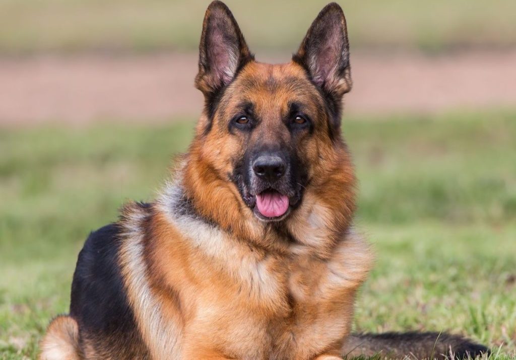 Rabies outbreak reported in Lagos, veterinary association warns against dog bite