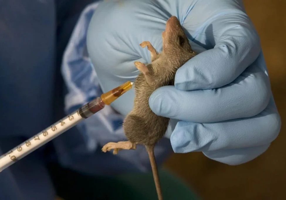 Nigeria recorded 1,119 Lassa fever cases in 2025 – NCDC