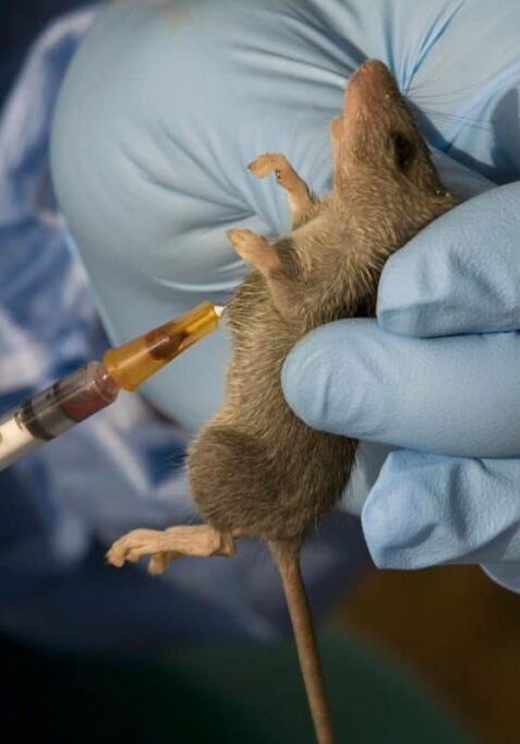 Lassa Fever claims 13 lives in Edo in three months