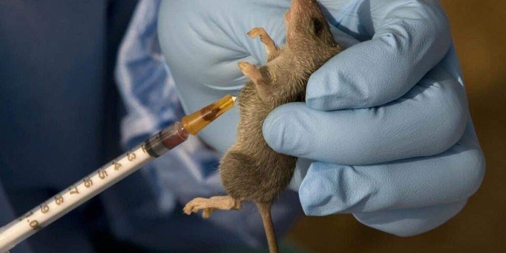 Lassa fever cases increased in week 51 of 2023 – Lassa fever cases increased in week 51 of 2023 –