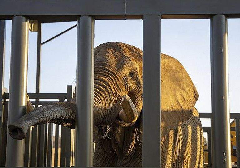 Last Captive Elephant in South Africa Starts New Life in Last Captive Elephant in South Africa Starts New Life in