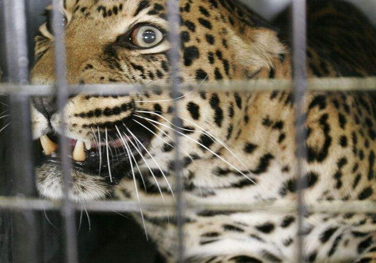 Leopard Attacks Two at South African Air Force Base Near Leopard Attacks Two at South African Air Force Base Near