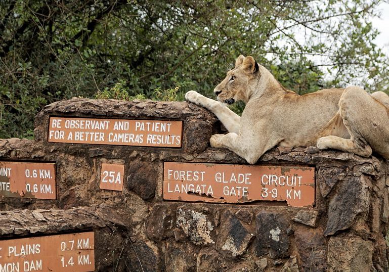 Living with lions: Encounters with wild animals on the rise near Nairobi National Park