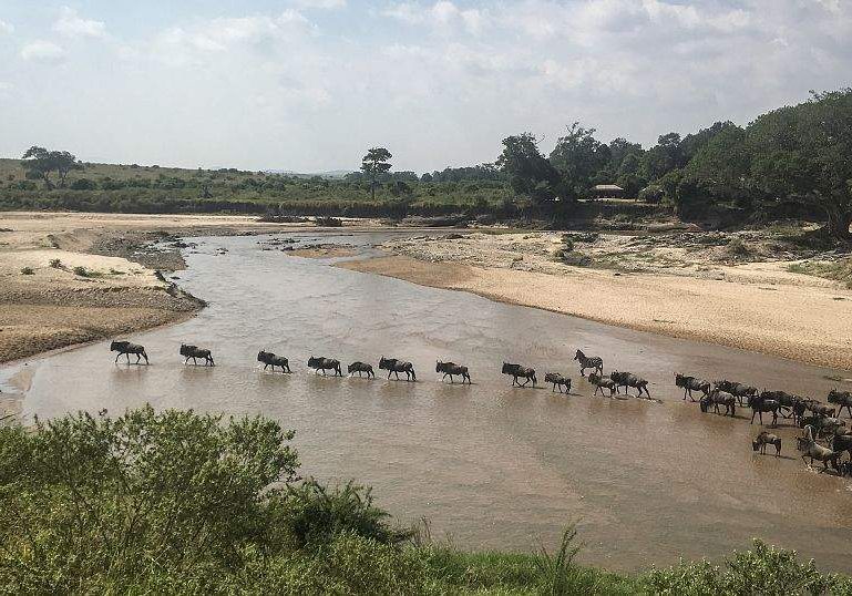 Maasai Mara Wildebeest Migration: Witness the Great River Crossing Maasai Mara Wildebeest Migration: Witness the Great River Crossing