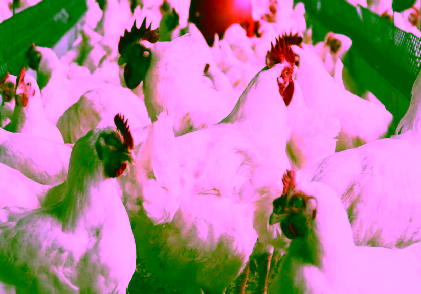 Many Nigerians can no longer afford eggs — Poultry farmers Many Nigerians can no longer afford eggs — Poultry farmers lament