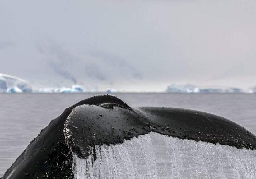 Maori King Calls for Legal Rights for Whales A Conservation Maori King Calls for Legal Rights for Whales A Conservation