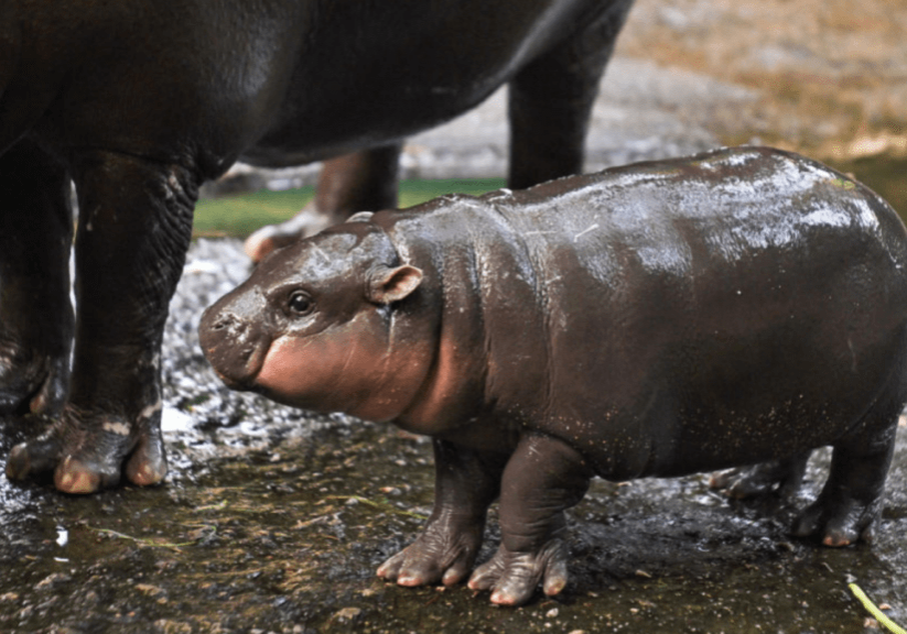 Meet Moo Deng 247 Livestream of the Internets Favorite Baby