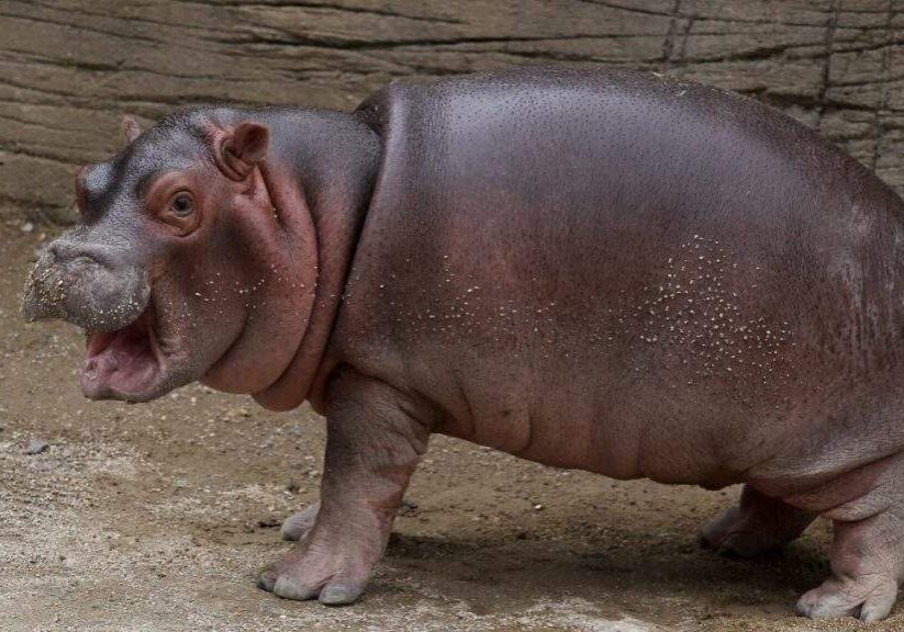 Meet Moo Deng, the Adorable 2 Month Old Hippo Stealing the Internet Meet Moo Deng, the Adorable 2 Month Old Hippo Stealing the Internet