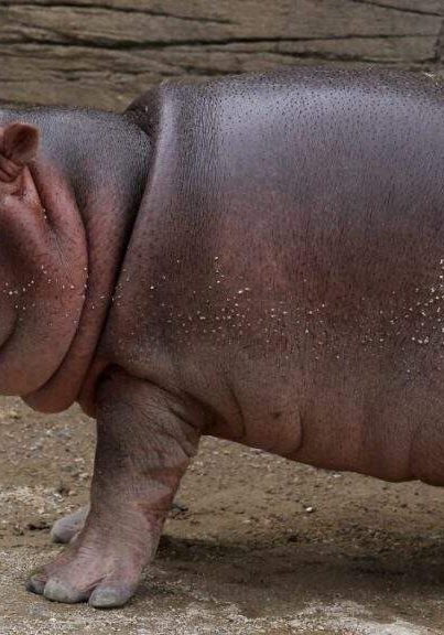 Meet Moo Deng, the Adorable 2 Month Old Hippo Stealing the Internet