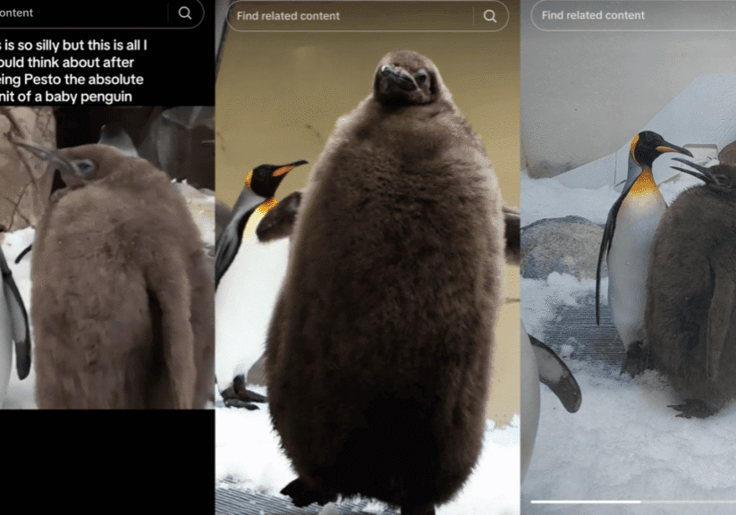 Meet Pesto, the Giant King Penguin Baby Taking the Internet