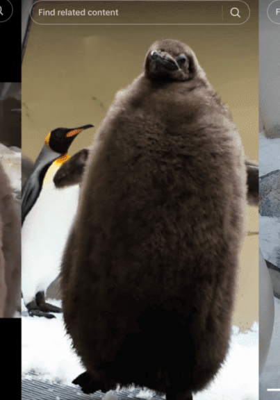 Meet Pesto, the Giant King Penguin Baby Taking the Internet
