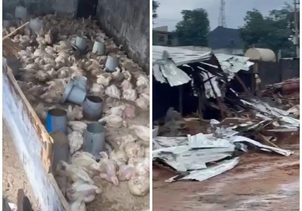 N150m Poultry Farm Demolished in Abuja without Notice N150m Poultry Farm Demolished in Abuja without Notice