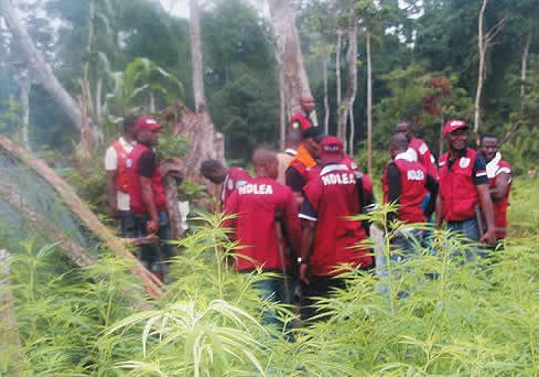 NDLEA destroys 8 hectares of cannabis farm, seizes 170kg in Cross River — Daily Nigerian
