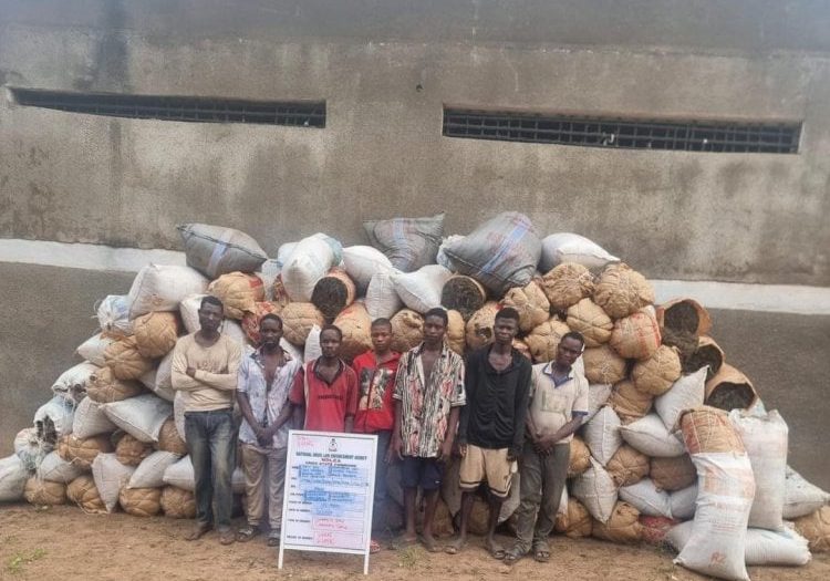 NDLEA uncovers illicit drugs packaged as Christmas cookies, arrests distributors — Daily Nigerian