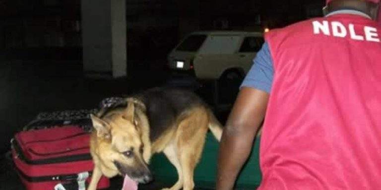 NDLEA arrest 198 suspects dismantles 21 illicit drug joints in NDLEA arrest 198 suspects dismantles 21 illicit drug joints in