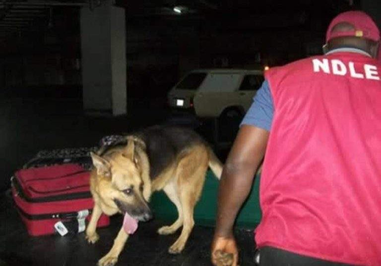 NDLEA sniffer dogs uncover cocaine in India bound shipment — Daily NDLEA sniffer dogs uncover cocaine in India bound shipment — Daily