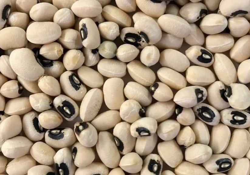 NEPC Aims to Boost Cowpeas and Sesame Seeds Value to NEPC Aims to Boost Cowpeas and Sesame Seeds Value to