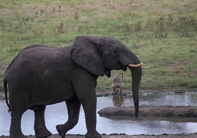 Scientists find way to identify elephant ivory disguised as legal mammoth ivory