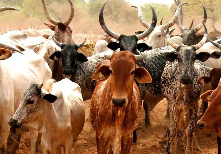 Nigeria-Brazil deepens strategic partnership on livestock production, treatment