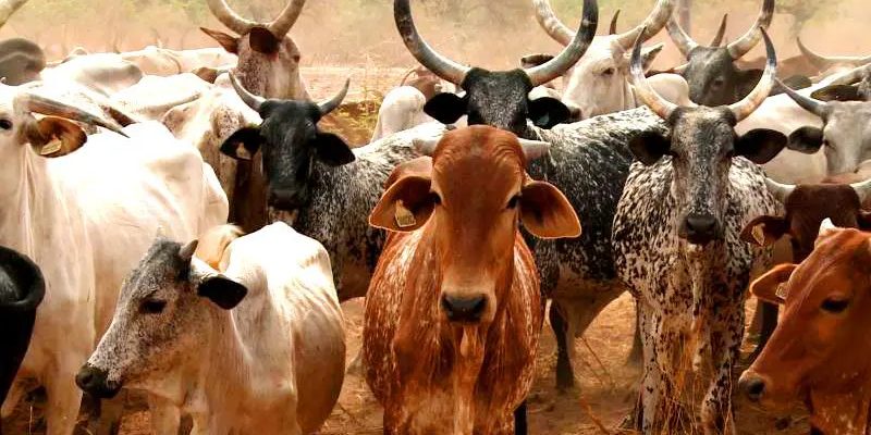 Nigeria-Brazil deepens strategic partnership on livestock production, treatment