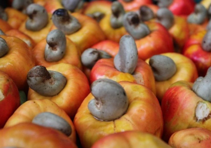 Nigeria Cashew Export Targets Get Presidential Boost Cashew very vital to Nigeria's non-oil export aspirations - FG