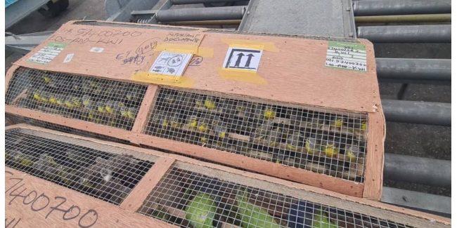 Nigeria Customs Intercepts 1,620 Parrots, Canaries Smuggled to Kuwait Customs Intercept 1,620 Birds Bound For Kuwait • Channels Television
